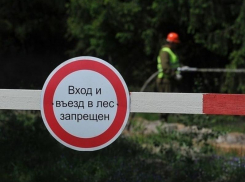 Лес под запретом: на Дону ввели временное ограничение  