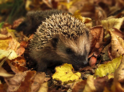 Солнечно, но прохладно будет в Морозовске в конце недели