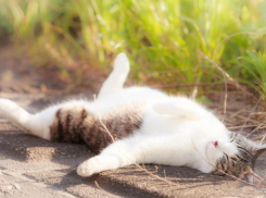 Вторник порадует морозовчан отличной майской погодой