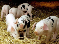 Африканскую чуму свиней второй раз за осень нашли в Морозовском районе