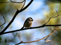 До +15 потеплеет в Морозовске в понедельник