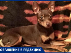 Ответьте, за что убили такую маленькую собачку? - морозовчанка нашла своего той-терьера мертвым