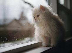 Утро новой недели морозовчане встретят с небольшим дождем