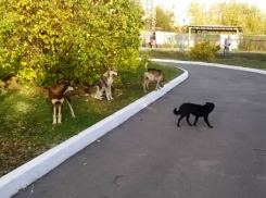 Собаки напали на девочку, - морозовчанка возмутилась бездействием властей