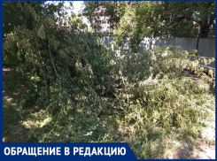 Нас бы сразу оштрафовали, - морозовчанка о наваленных ветках на улице Ворошилова