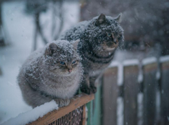 Морозную и снежную погоду обещают синоптики на выходных