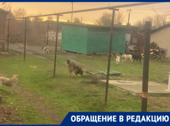 «Страшно выйти во двор»: жители Морозовска жалуются на стаю бездомных собак