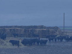 В Морозовском районе возрождается мясное животноводство