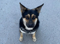 Арчи будет любить вас, играть с вами и охранять ваш дом