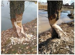 Бобр у реки Быстрой в Морозовске обточил толстое дерево за зиму