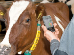 Автоматизированный учет и идентификацию сельхоз животных хотят ввести в Ростовской области