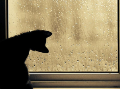 До 15 градусов тепла обещают синоптики в четверг