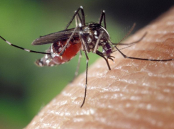 Комары – переносчики лихорадки Западного Нила, - Управление Роспотребнадзора по Ростовской области