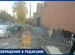 За детей страшно! – свора бродячих собак напугала морозовчанку