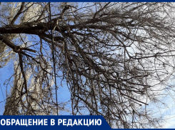 Люди вообще боялись туда подойти! - морозовчанка о дереве, угрожающе нависшем над остановкой 