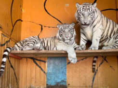 Тигры, пантеры, леопарды и множество других животных ждут в зоопарке «Леон» жителей Морозовска 