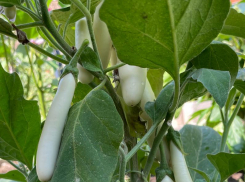 Миниатюрные белоплодные баклажаны Изобилие F1 удивят урожаем