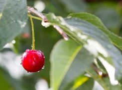 9 июля в Морозовске ожидается +30