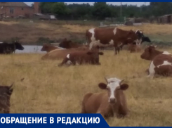 Две деревни просто убивают: жители хутора Великанов и станицы Чертковская в Морозовском районе остались без пастбищ и сенокосов