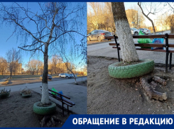 «Она скоро рухнет на людей или стоянку автомобилей»: аварийно-сухое дерево в любой момент может обвалиться