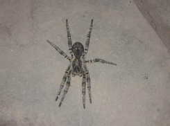 Похожего на астраханского тарантула паука обнаружила во дворе морозовчанка