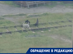 «Разорвут ребенка только так»: морозовчанка пожаловалась на свору безнадзорных собак у железнодорожной станции