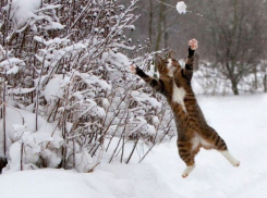 По-настоящему зимняя погода продержится в Морозовске до конца недели