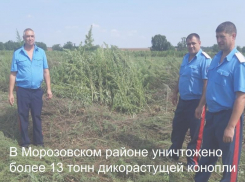 Более 13 тонн дикорастущей конопли уничтожили на территории Вольно-Донского сельского поселения