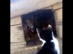 Дерущегося с цепной собакой котенка сняли на видео в Морозовске