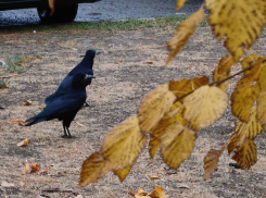Мокро и холодно будет сегодня в Морозовске