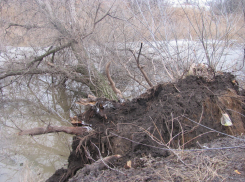 В Морозовске  над Быстрой повисло упавшее дерево