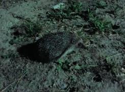 Ёж обыкновенный: польза или вред для человека