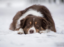 Небольшой снегопад обещают морозовчанам в воскресенье, во второй половине дня