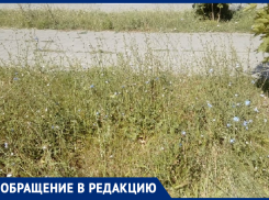 Центр города и такие заросли, - возмутилась морозовчанка