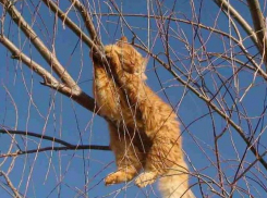 По-весеннему теплую погоду обещают морозовчанам в субботу, 6 апреля