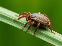 Клещи наступают: в Морозовском районе готовятся к опасному эпидсезону
