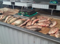 26 с половиной тонн незаконно добытых рыбы и раков «выловили» в рейдах по Ростовской области 