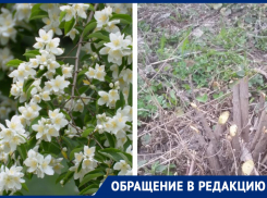 Обрезали декоративные кусты на клумбе, - морозовчанка возмутилась действиями работников городского хозяйства