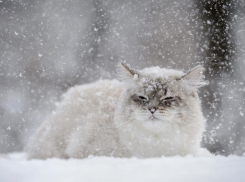 Очередное похолодание и сильный снегопад обещают морозовчанам в среду, 12 января