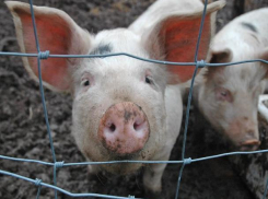 Стали известны подробности второго за год обнаружения вируса африканской чумы в Морозовском районе