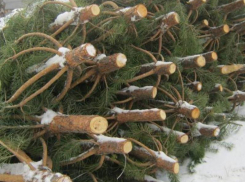 Продавцы хвойных деревьев попали под пристальное внимание административной инспекции Ростовской области