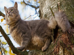 Значительное похолодание снова ожидается в Морозовске