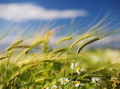 Солнечным, но прохладным станет для морозовчан последний майский выходной