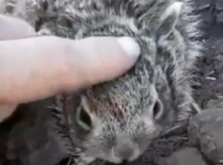 Спасение двух зайчат на пахоте в Морозовском районе сняли на видео