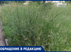 Живём как в джунглях: жители «Тексера» пожаловались на заросли травы