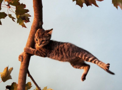 Сильный ветер и повышенное атмосферное давление сохранятся в Морозовске и в четверг