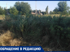 Если человеку станет плохо, найдём его только по запаху! - морозовчанка о зарослях травы на улице Щаденко