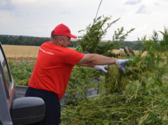 Более 35 тысяч килограммов конопли уничтожили в станице Вольно-Донской