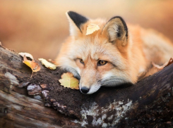 В конце недели морозовчан порадовали небольшим потеплением