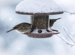 Небольшие осадки в виде снега обещают морозовчанам в течение всего субботнего дня